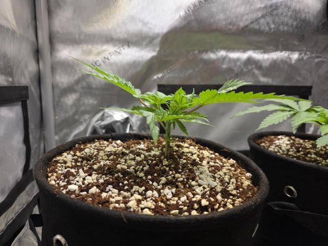 Next Generation Seeds First Contact. Week 5
