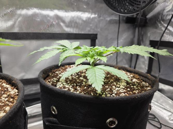 Next Generation Seeds First Contact. Week 5