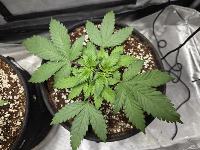 Next Generation Seeds First Contact. Week 5