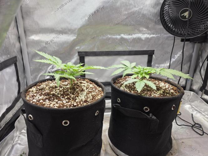 Cloudlab 632 Advance Grow Tent 3x2 (36 x 24 x 72). Week 5