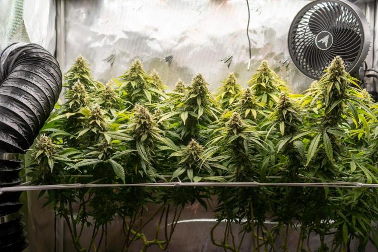 Next Generation Seeds Avalon CBD. Week 18