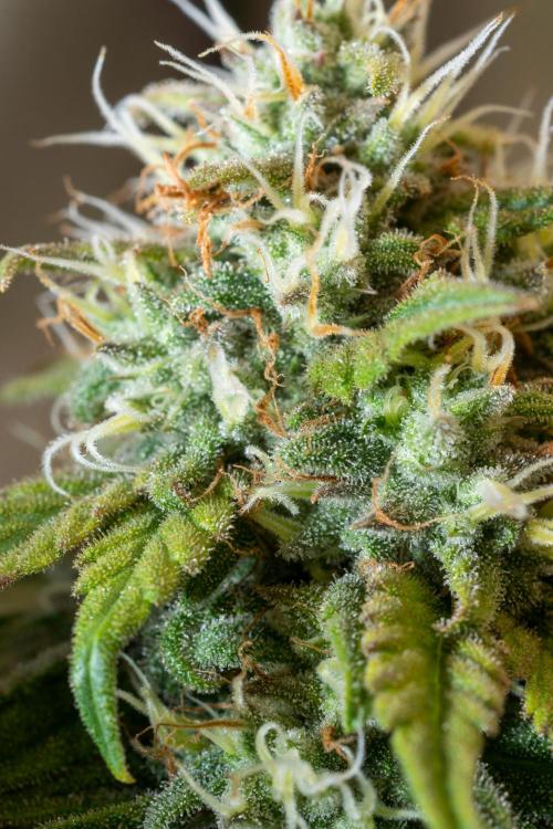 Next Generation Seeds Avalon CBD. Week 18
