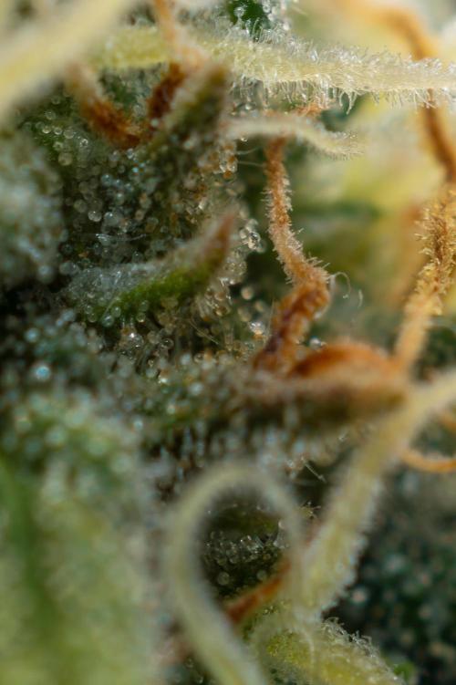 Next Generation Seeds Avalon CBD. Week 18