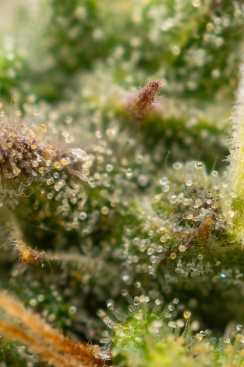 Avalon CBD. Week 18