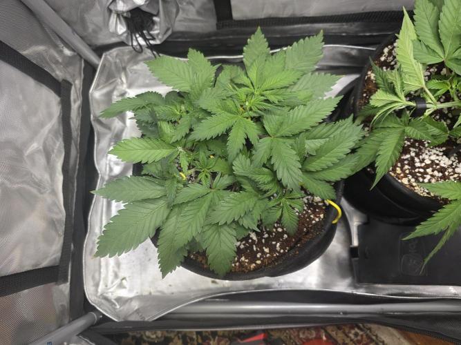 Next Generation Seeds First Contact. Week 6