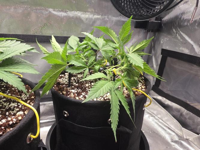 Next Generation Seeds First Contact. Week 6