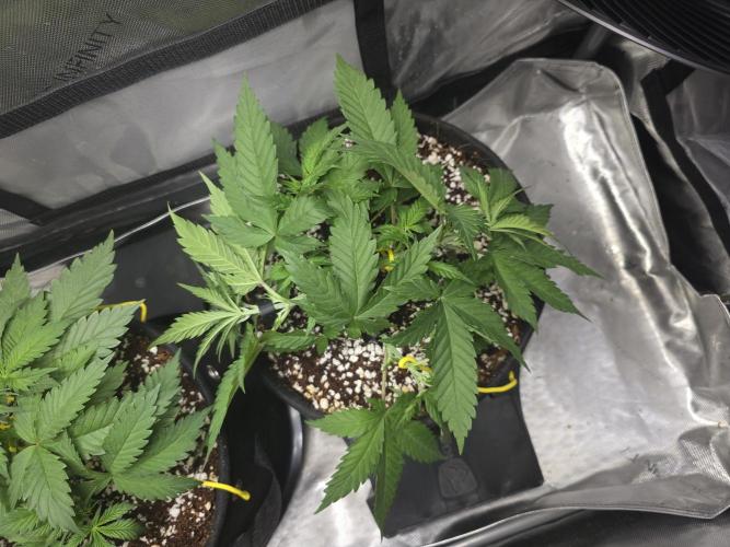 Next Generation Seeds First Contact. Week 6