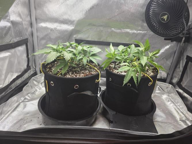 Cloudlab 632 Advance Grow Tent 3x2 (36 x 24 x 72). Week 6