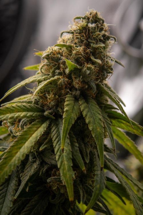 Next Generation Seeds Avalon CBD. Week 19