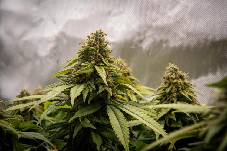 Next Generation Seeds Avalon CBD. Week 19