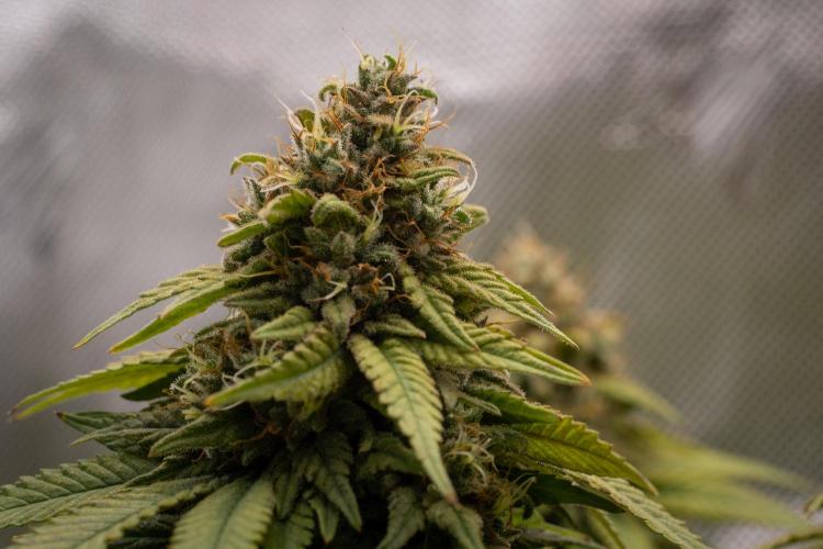 Next Generation Seeds Avalon CBD. Week 19