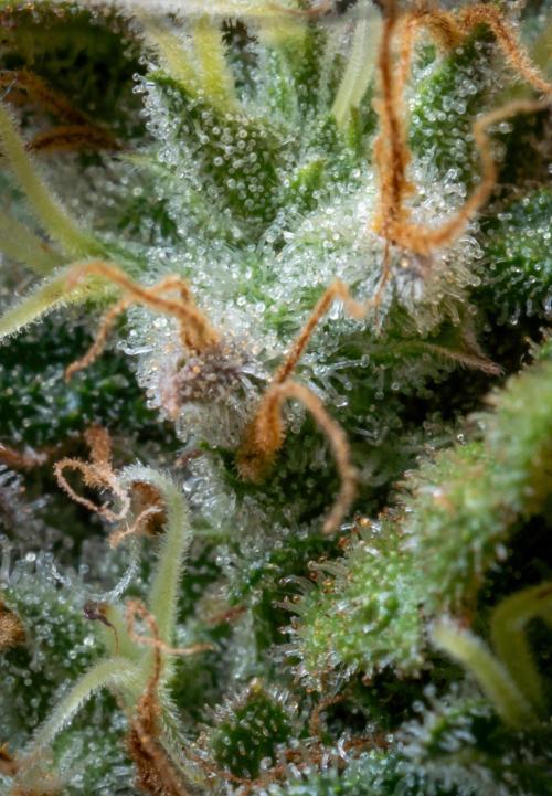 Next Generation Seeds Avalon CBD. Week 19