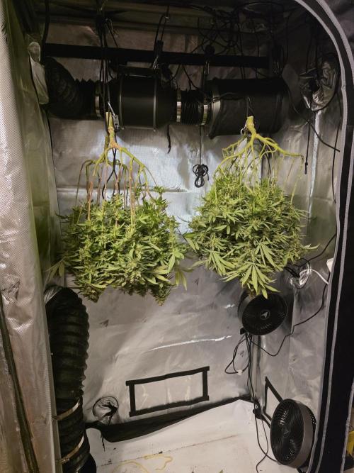Avalon CBD. Week 19