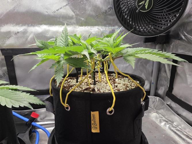 Next Generation Seeds First Contact. Week 7