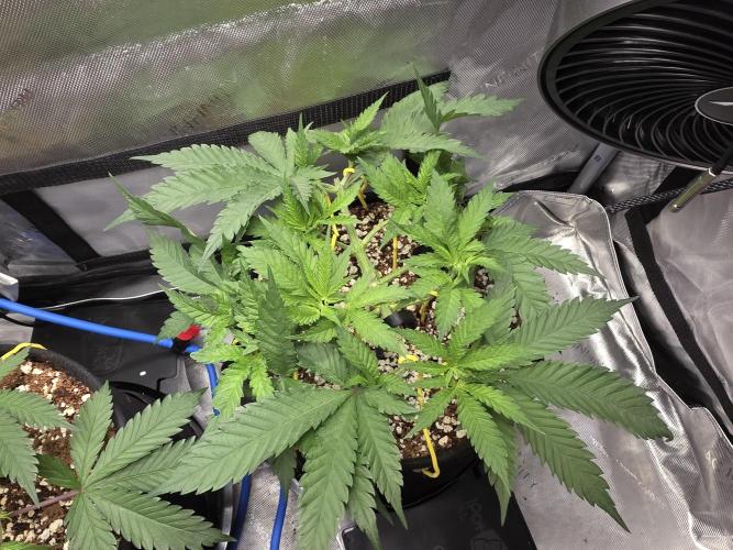 Next Generation Seeds First Contact. Week 7