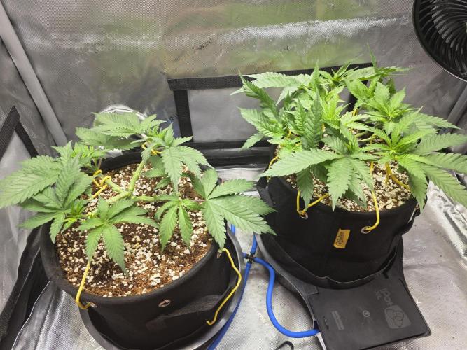 Next Generation Seeds First Contact. Week 7