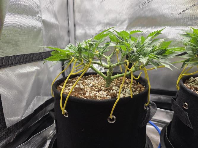 Next Generation Seeds First Contact. Week 8
