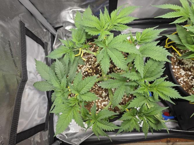 Next Generation Seeds First Contact. Week 8