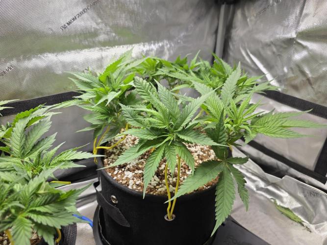 Next Generation Seeds First Contact. Week 8