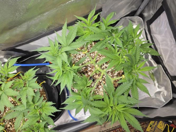 Cloudlab 632 Advance Grow Tent 3x2 (36 x 24 x 72). Week 8