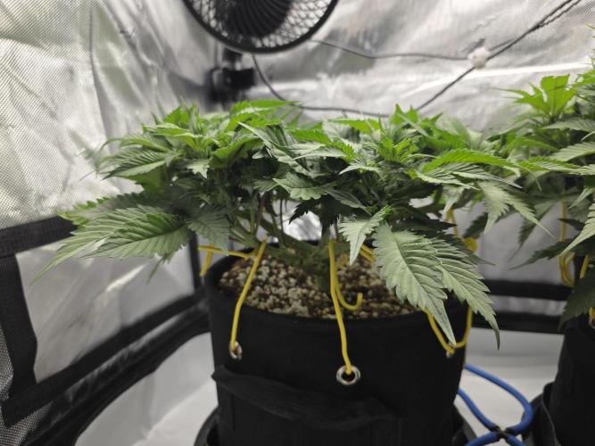 Next Generation Seeds First Contact. Week 9