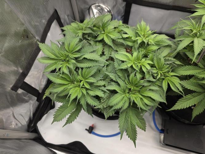 Next Generation Seeds First Contact. Week 9