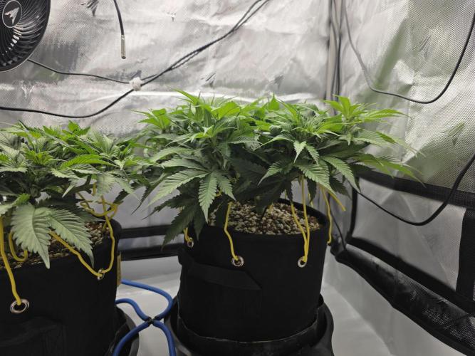 Next Generation Seeds First Contact. Week 9