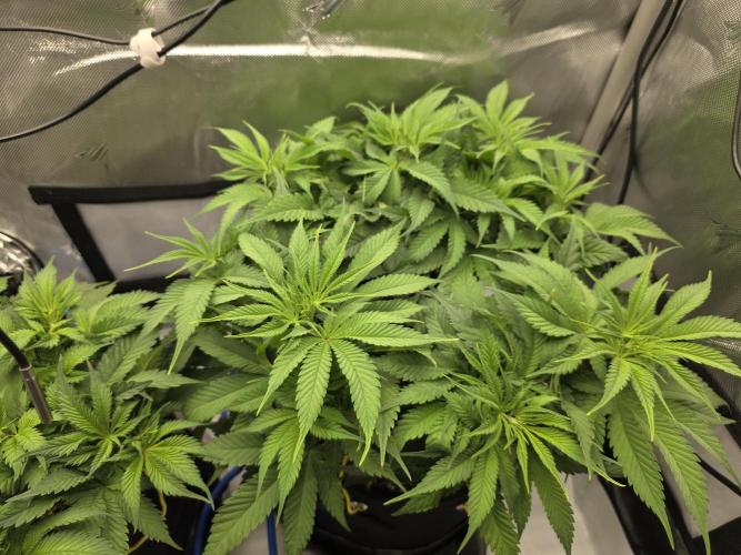 Next Generation Seeds First Contact. Week 9