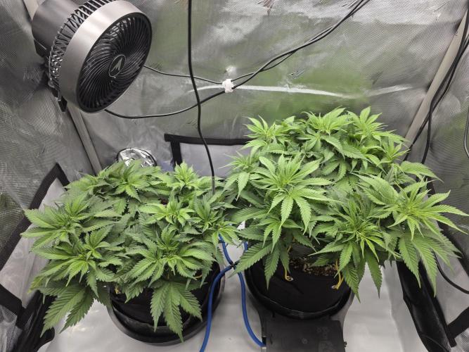 Next Generation Seeds First Contact. Week 9