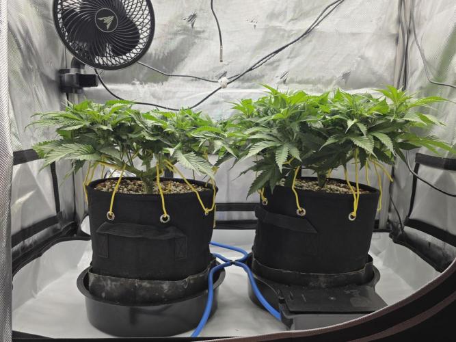 Next Generation Seeds First Contact. Week 9