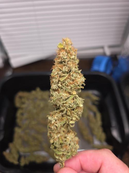 Next Generation Seeds Avalon CBD. Week 20