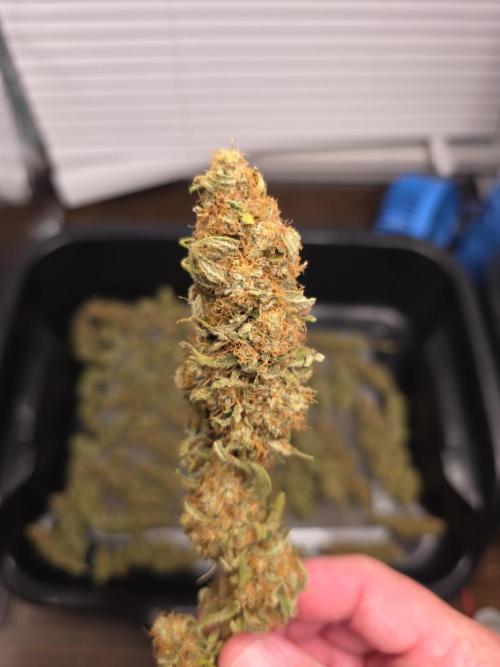 Next Generation Seeds Avalon CBD. Week 20