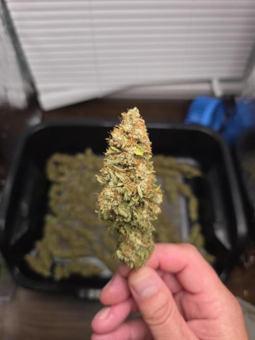 Next Generation Seeds Avalon CBD. Week 20