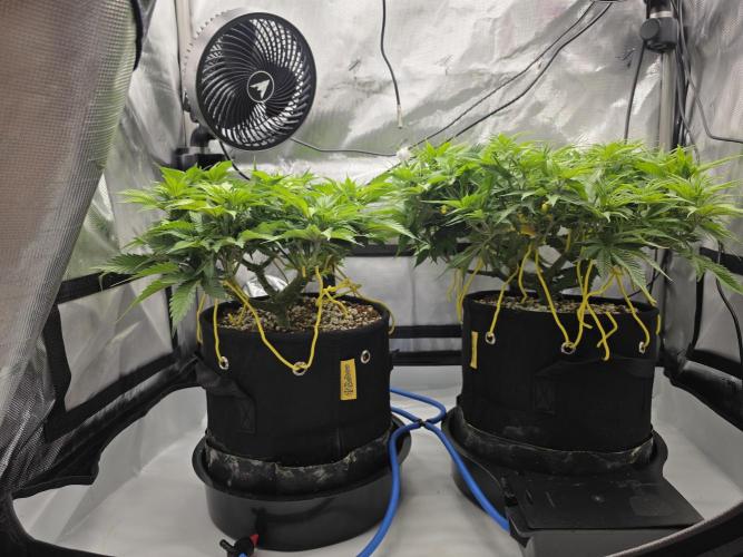 Next Generation Seeds First Contact. Week 10