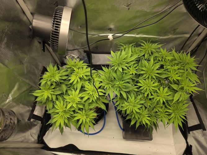 Next Generation Seeds First Contact. Week 10