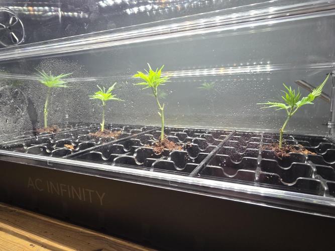 Next Generation Seeds First Contact. Week 10