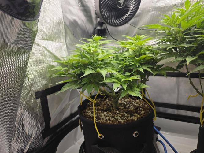 Next Generation Seeds First Contact. Week 11