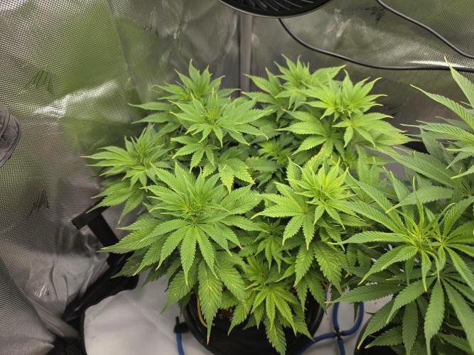 Next Generation Seeds First Contact. Week 11