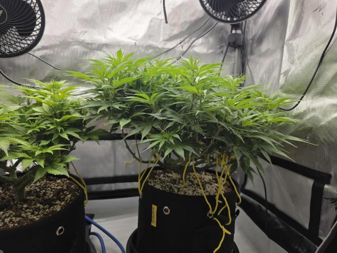 Next Generation Seeds First Contact. Week 11
