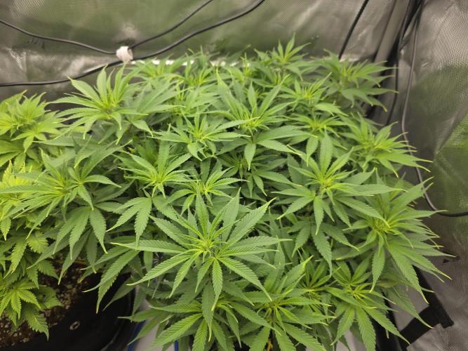 Next Generation Seeds First Contact. Week 11