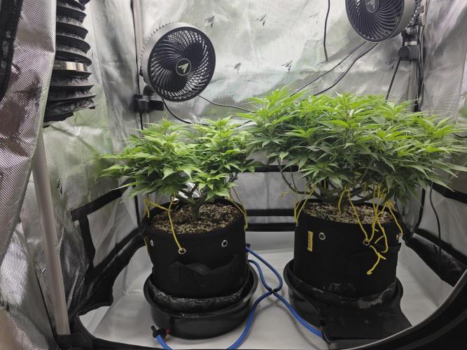 Next Generation Seeds First Contact. Week 11
