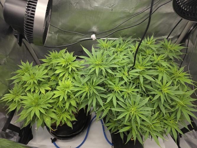 Next Generation Seeds First Contact. Week 11