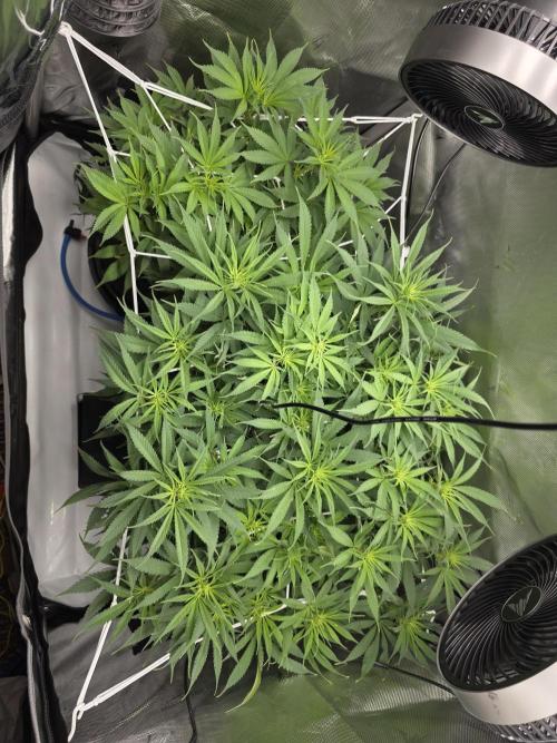 CLOUDLAB 632, Advance Grow Tent 3x2. Week 12