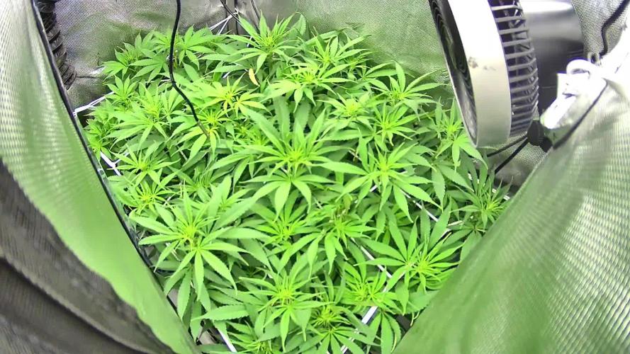 CLOUDLAB 632, Advance Grow Tent 3x2. Week 13