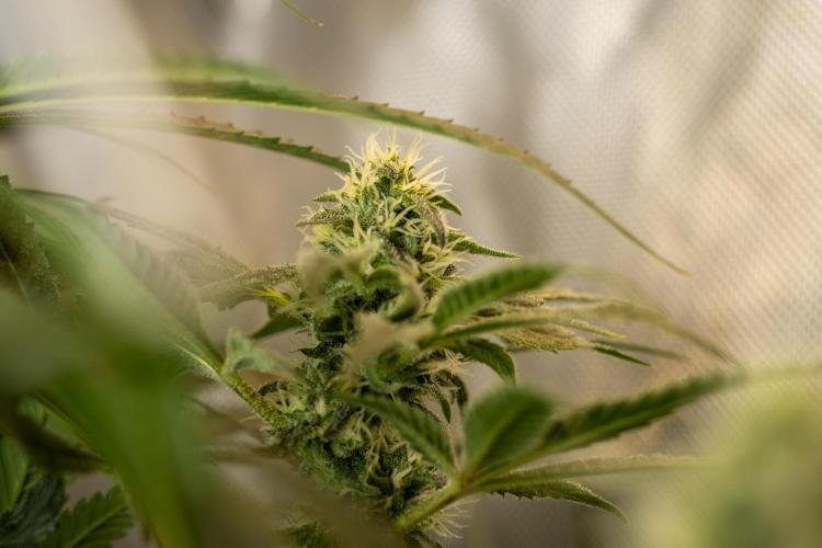 CLOUDLAB 632, Advance Grow Tent 3x2. Week 16