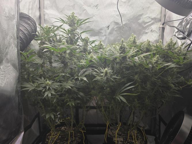Next Generation Seeds First Contact. Week 17