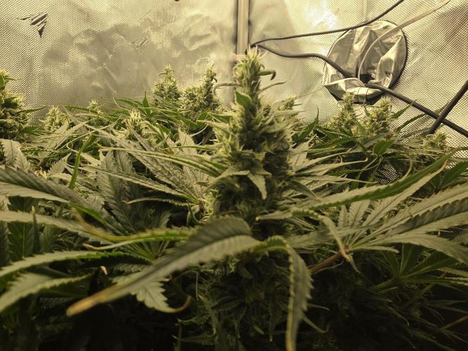 Next Generation Seeds First Contact. Week 17