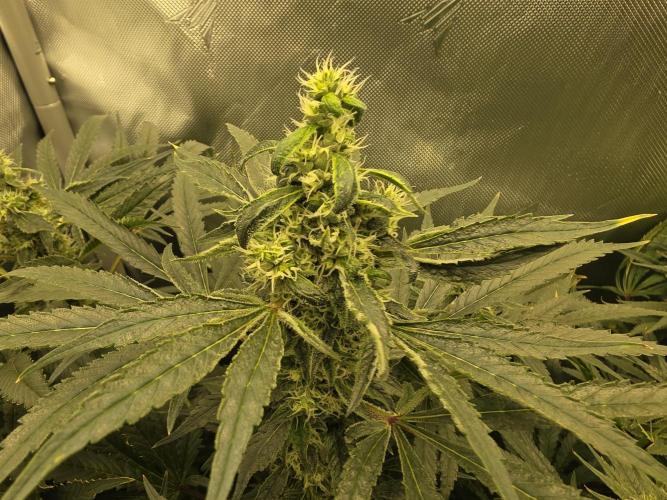 Next Generation Seeds First Contact. Week 17