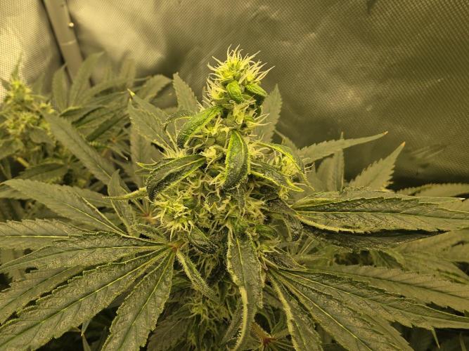 Next Generation Seeds First Contact. Week 17