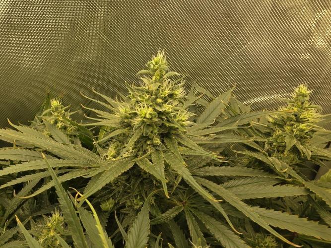 Next Generation Seeds First Contact. Week 17
